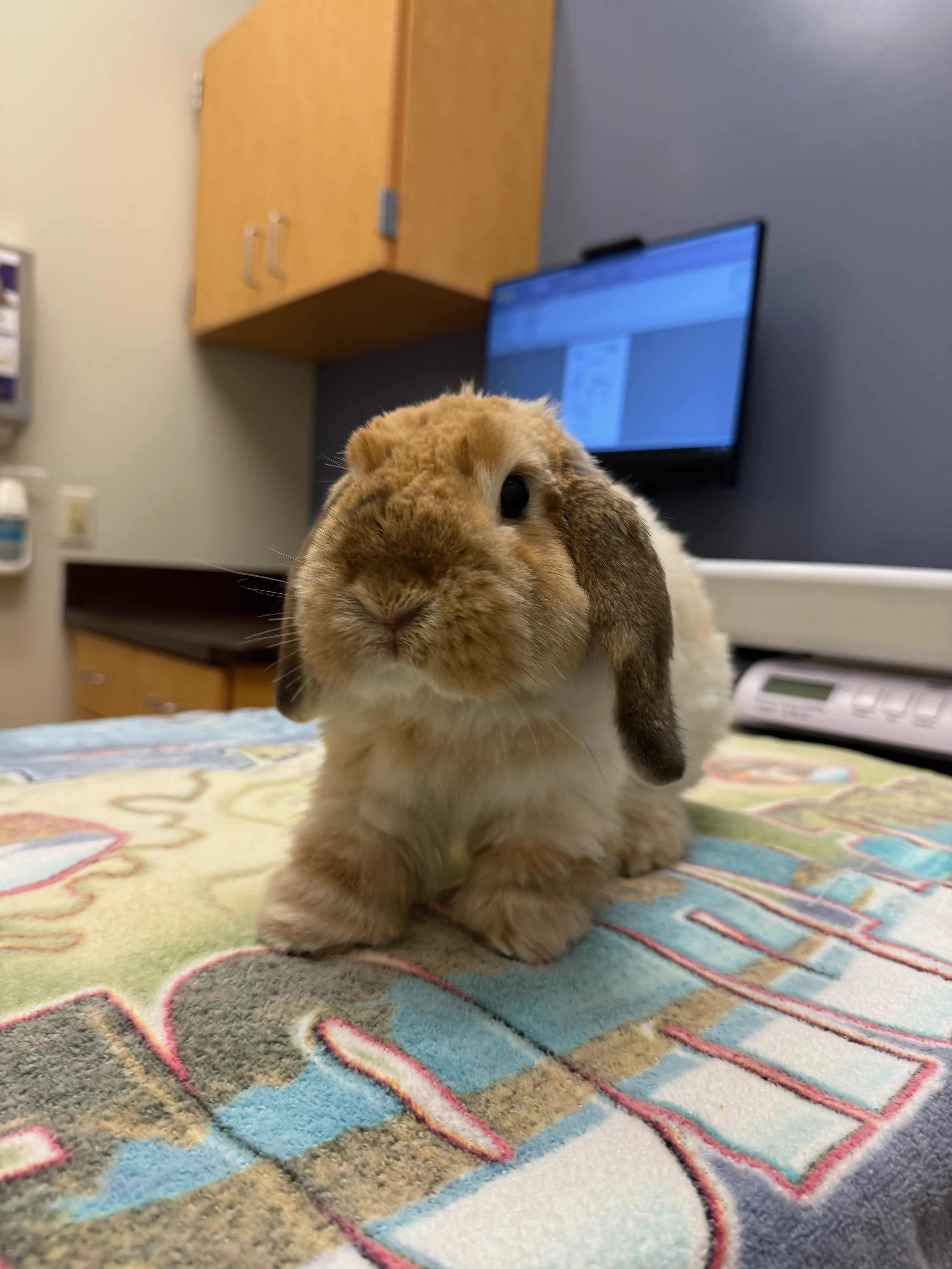 Hippo at the vet for her checkup