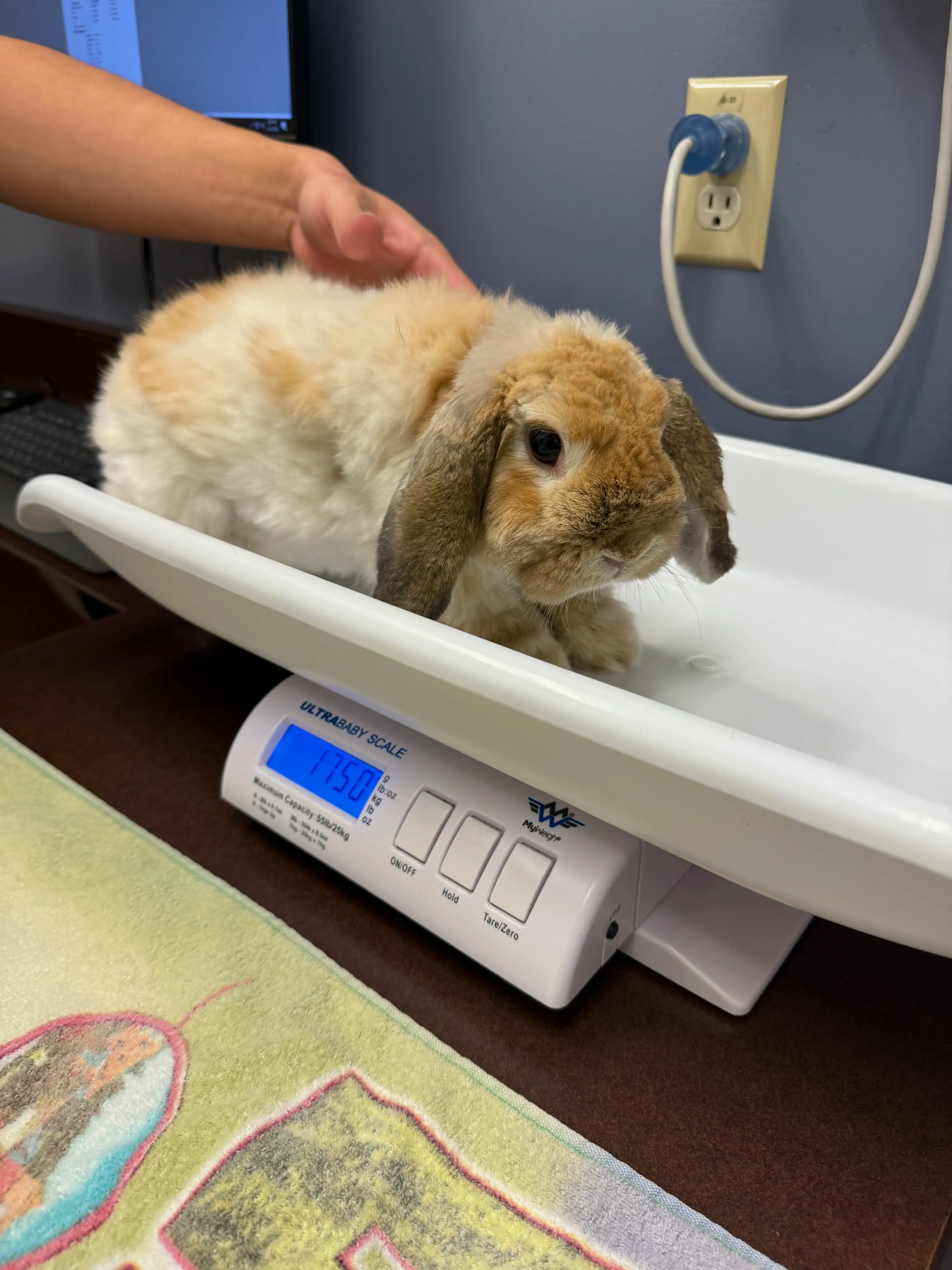 Hippo being weighed at the vet